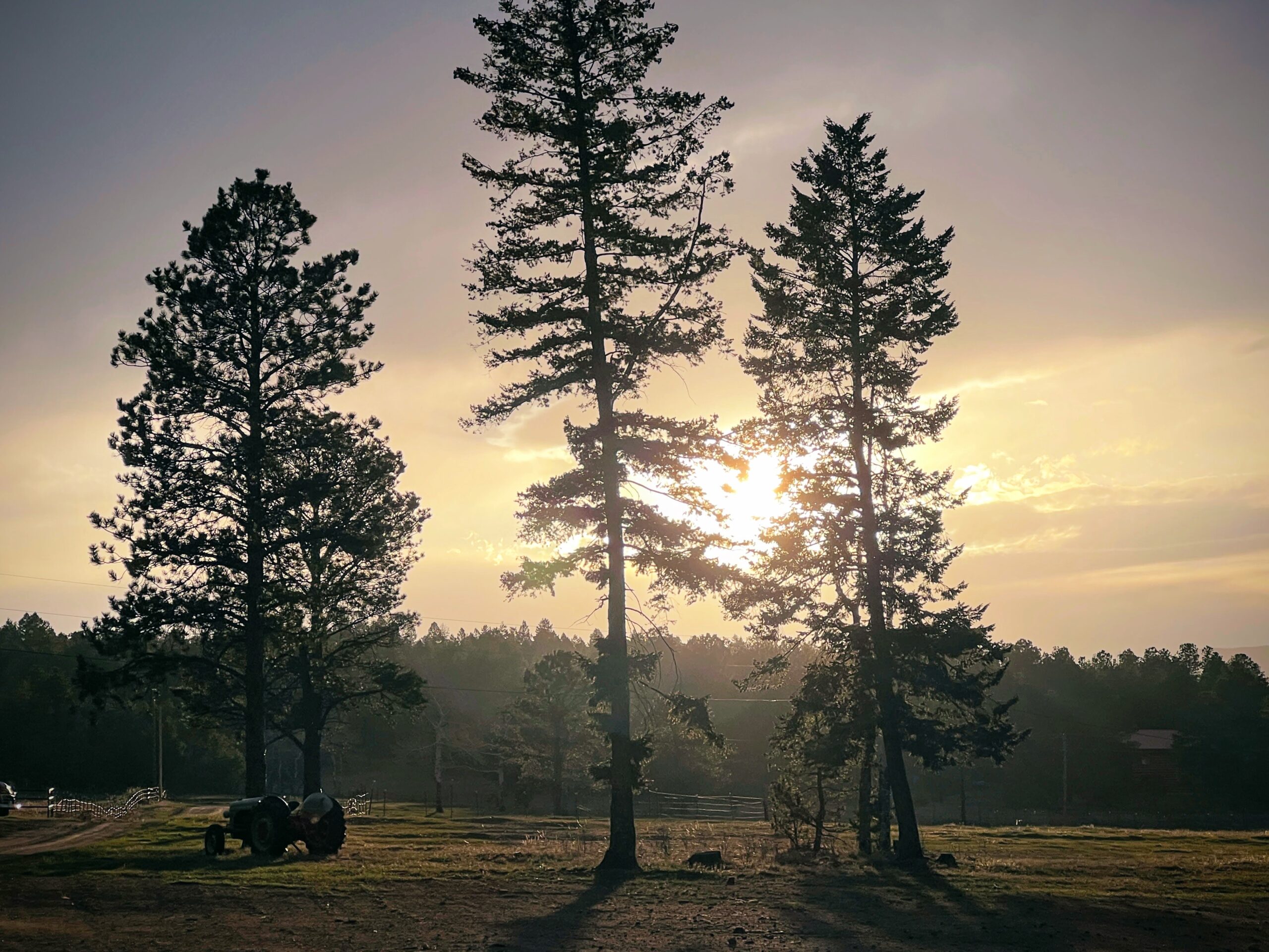 Three tall pine trees stand in a field at sunset with sunlight streaming through their branches. A tractor is parked to the left, and a tree line is visible in the background.