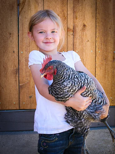 petting-zoo-chickens